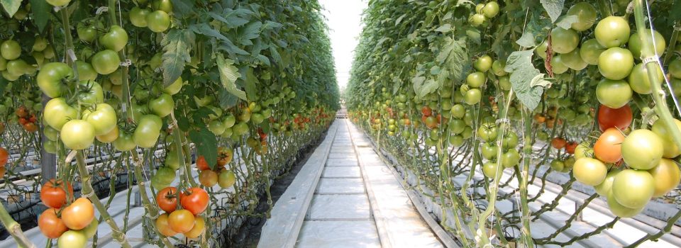 commercial greenhouse tomatoes