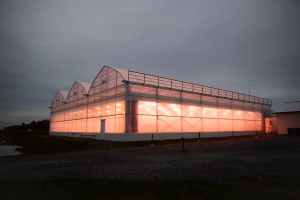 Gutter connected greenhouse for strawberries