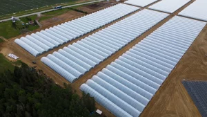 tunnel_greenhouse_strawberry_sky-scaled.webp